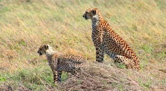 Baby cheetah is cute, but Momma is the one we have to watch.