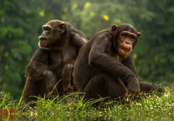 Where can I go in South Africa? Ma and Pa Kettle chimps mated for life.