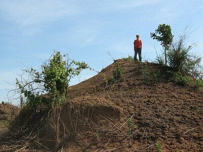 What can you do in South Africa? Climb ant hills, 10 feet high!