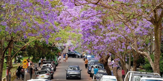 Beyond the headlines of South Africa in the 1970s. Jacaranda trees line the streets.