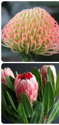 proteas | Have fun driving in South Africa in the 70s!