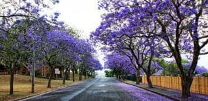 jacaranda row 300x146 1 | South Africa in the 1970s!