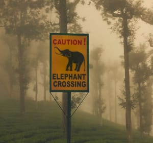 elephant | Have fun driving in South Africa in the 70s!