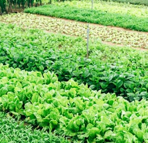 Growing your own food has its challenges and you have to control the critters out there.