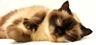 Brutus, a Tonkinese, had a wonderful personality.