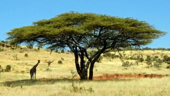 There is no lack while off-road dirt biking on the African plains.