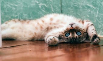 cat on his | secure your home in South Africa in the 70s!