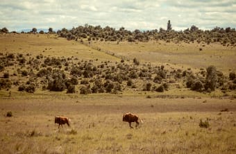 we expect to see wildlife when off-road dirt biking on the African Plains!