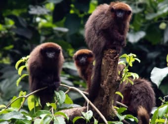 People asked if there were monkeys in the trees. Of course they were everywhere on the coast.