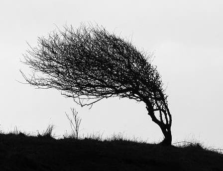 capetown tree | celebrating christmas in south africa in the 1970s!