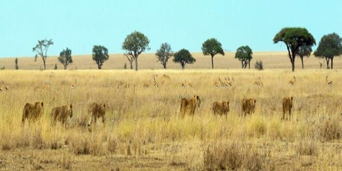 Off-road dirt biking on the African Plains!